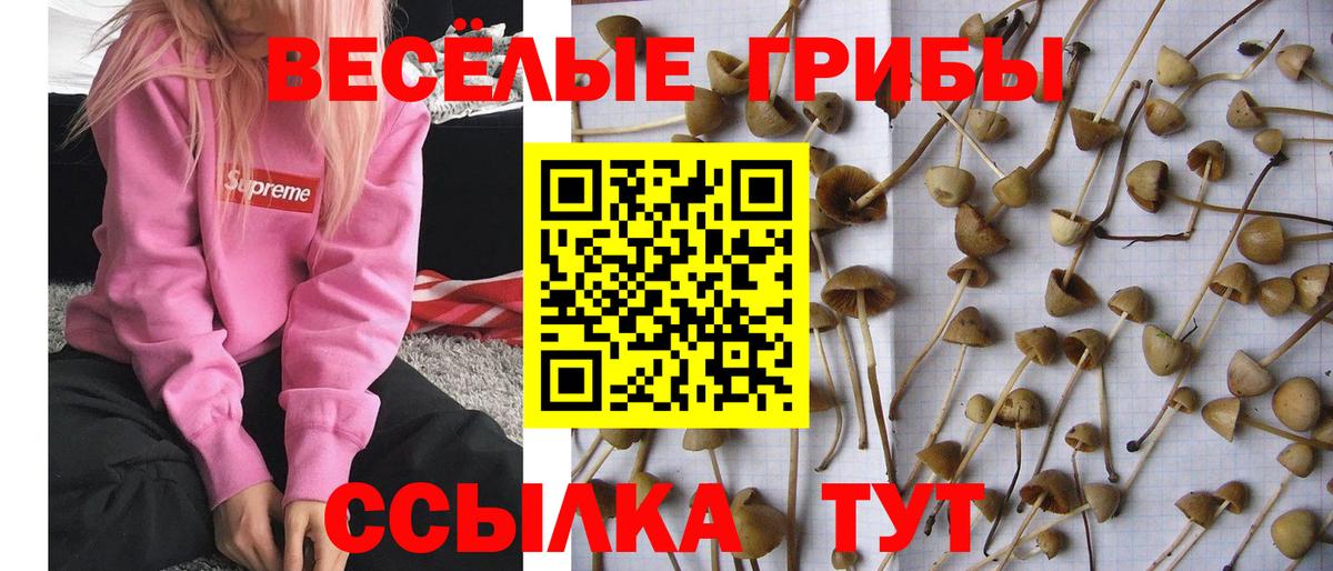 Галлюциногенные грибы MAGIC MUSHROOMS Кандалакша
